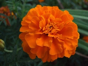 Colourfull Flowers, Orange