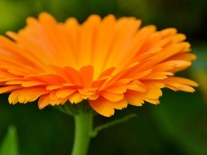 Colourfull Flowers, Marigold Medical, Orange