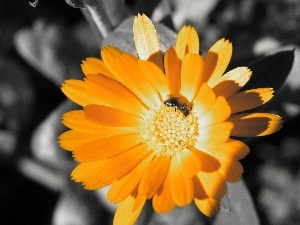 Colourfull Flowers, Marigold Medical, Orange