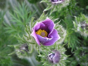 Colourfull Flowers, pasque