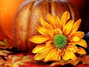 Colourfull Flowers, pumpkin