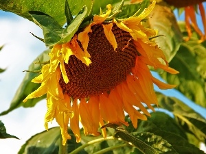 Colourfull Flowers, Sunflower