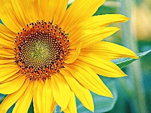 Colourfull Flowers, Sunflower