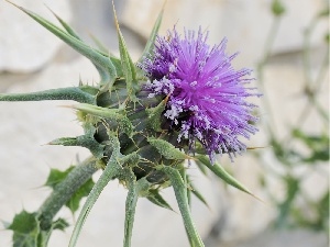 Colourfull Flowers, teasel