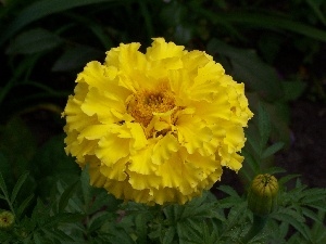 Colourfull Flowers, Yellow