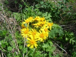 Colourfull Flowers, St. John