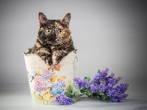 container, Flowers, cat