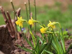 Flowers, Daffodils