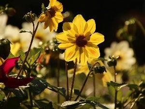 dahlias, Flowers, Yellow