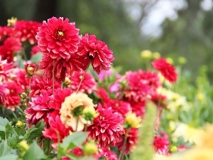 Flowers, dahlias