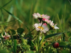 Flowers, daisies