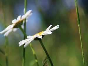 Flowers, daisy