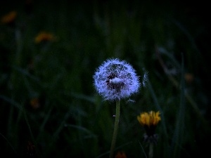 Flowers, Common Dandelion, nature