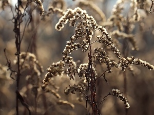 dry, Flowers, Goldenrod