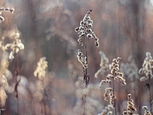 dry, Flowers, Goldenrod