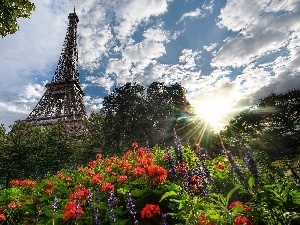 Flowers, Paris, Eiffla Tower