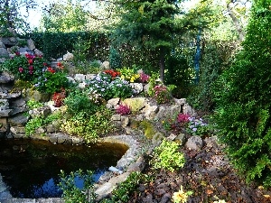 Flowers, Stones, eye, water