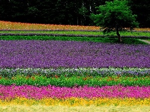 Narrow-Leaf Lavender, Field