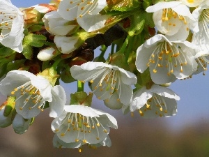 Flowers, White, flourishing, trees