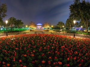 Flowers, lighting, Red, Disneyland, flowerbed, Night
