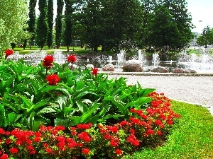 Flowers, Red, Park, fountain, flowerbed