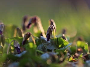 Flowers, Spring, fragrant violets