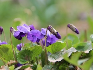 Flowers, Spring, fragrant violets