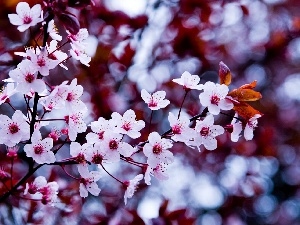 fruit, flowers, trees