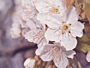 Flowers, fruit