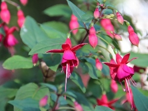 Flowers, fuchsia