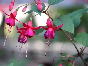 Flowers, fuchsia