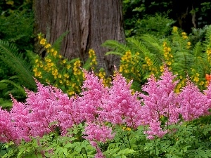 Flowers, lilac, Garden, Yellow