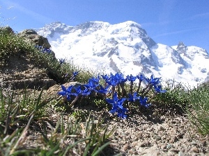Flowers, Alpine Gentian, Mountains