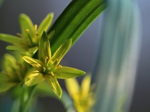 Flowers, Spring, Yellow gold plating