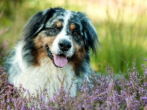 Flowers, Australian Shepherd, dog, heather, pastoral