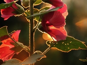 Hollyhocks, Flowers, Pink