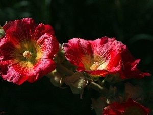 Hollyhocks, Flowers, Red