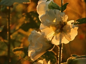 Hollyhocks, Flowers, White