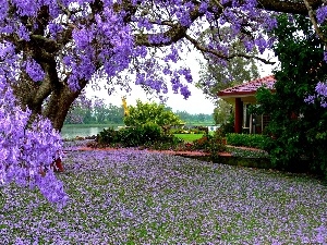 Flowers, trees, house, Garden