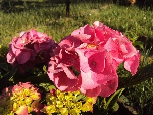 Flowers, Pink, Hydrangea garden