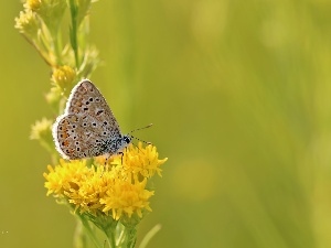 Flowers, Yellow, butterfly, Insect, Dusky
