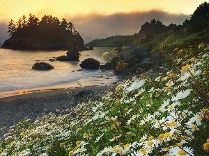 Flowers, Beaches, Island, Coast