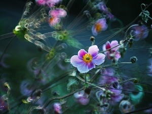 Flowers, Bokeh, Japanese anemone