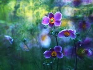 Flowers, purple, Japanese anemone
