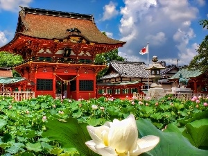 Flowers, water, japanese, Garden