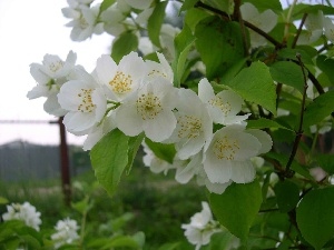 jasmine, Flowers, Bush