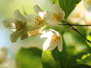 Flowers, White, jasmine, Bush