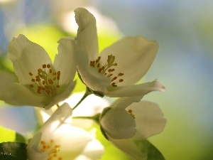 Flowers, White, jasmine, Bush