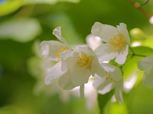 Flowers, White, jasmine, Bush