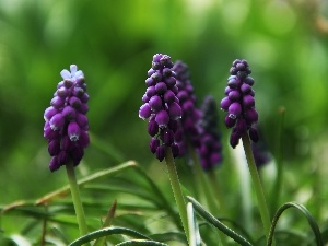 lilac, Flowers, Muscari